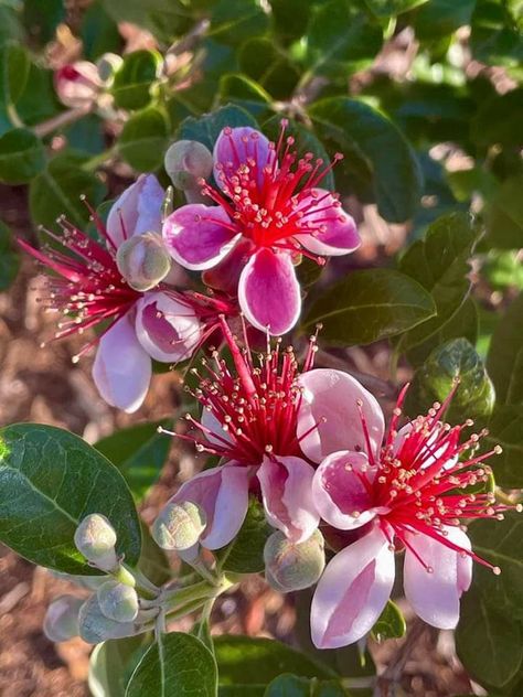 Fig in Bloom (SCENTED BEADS)