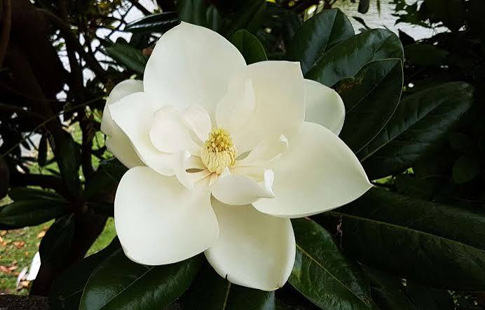 Magnolia (SCENTED BEADS)