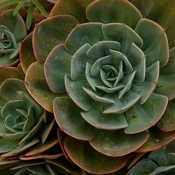 Cactus Sandalwood (Scented Beads)