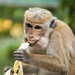 Monkey Farts (SS) 15%