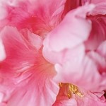 Bombshell (SS) 1.82%