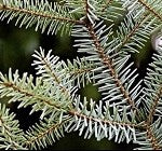 Balsam Fir (For Freshies)