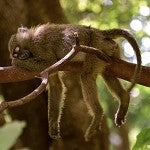 Chunky Monkey (Scented Beads)