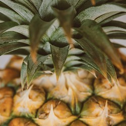 Pineapple Leather (SS) 0%