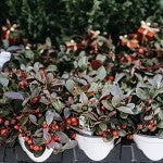 Wintergreen (Scented Beads)