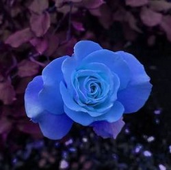 Beautiful Blue Gardenia is so sweet smelling!