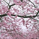 Japanese Cherry Blossom (Scented Beads)