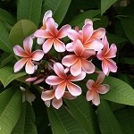 Hawaiian Plumeria (Scented Beads)