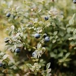 Blueberry Harvest (Scented Beads)