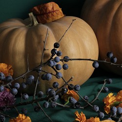 Blueberry Pumpkin Patch (SS) 39%