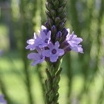 Lemon Verbena (Scented Beads)