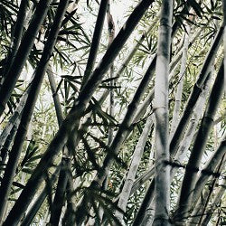 Bamboo (Scented Beads)