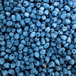 Blueberries (ABOL) (Scented Beads)