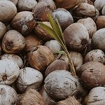 Chap My Coconuts (SS) 0%