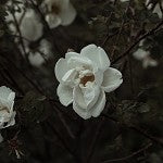 Gardenia (Scented Beads)