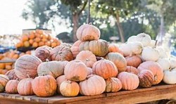 Strong autumn spiced fragrance with notes of pumpkin and caramel