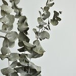 Eucalyptus (SS) 25%