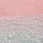 Pink Coconut Calypso (SS) 2%