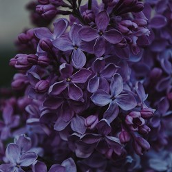 Lilac Blossom