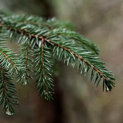 Pine Tree (Scented Beads)