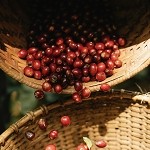 Black Cherry Harvest (Scented Beads)