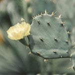 Baja Cactus (Scented Beads)