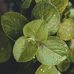 Min-tee (Scented Beads)