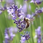 Lavender (Scented Beads)