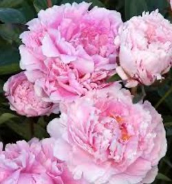 Pistachio Creme Pink Peony