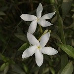 Baby Powder Jasmine (Scented Beads)