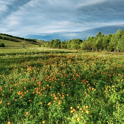 Country Roads (Scented Beads)