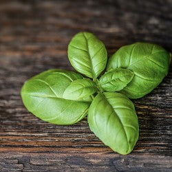 Basil (Scented Beads)