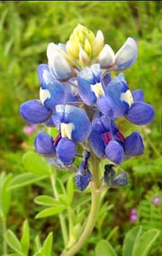 Bluebonnet (SCENTED BEADS)