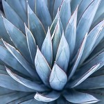 Blue Agave & Melon (SS) 11%