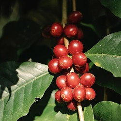 Cherry Barkwood (Scented Beads)