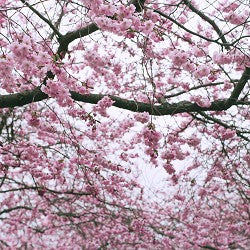 Japanese Cherry Blossom (BBW)