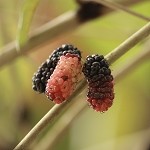Mulberry (Scented Beads)