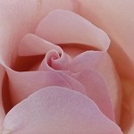 Vanilla Rose (Scented Beads)