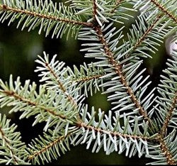 Balsam Fir (CANDLES ONLY)