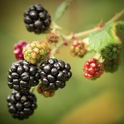 Blackberry Harvest (Scented Beads)