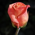 Leather Rose (Scented Beads)