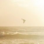 Birds of Paradise (Scented Beads)