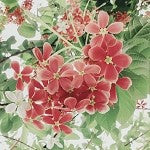 Gucci Bloom (Scented Beads)