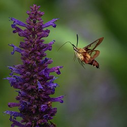 Hyssop (Scented Beads)